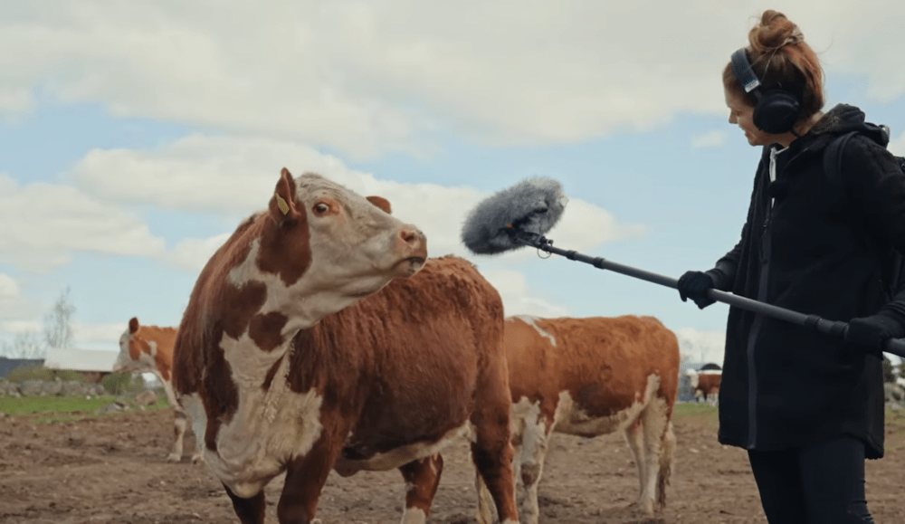 Mise à jour Tiny Takeover dans Minecraft : Comment les vaches sont devenues des stars du doublage